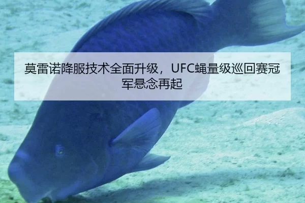 莫雷诺降服技术全面升级，UFC蝇量级巡回赛冠军悬念再起
